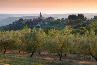 Groznjan old town on the hill at sunset with olive groves in front
