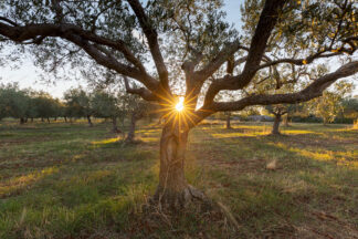 Sunlight Shining Through The Olive Trees