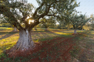 Sunlight Shining Through The Olive Trees