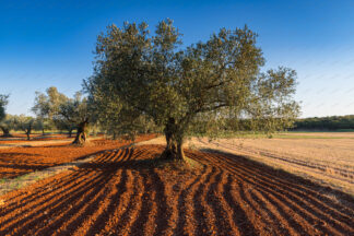 Olive groves in istria, Croatia