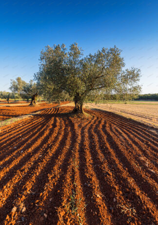 Olive groves in istria, Croatia
