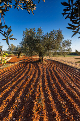 Olive groves in istria, Croatia
