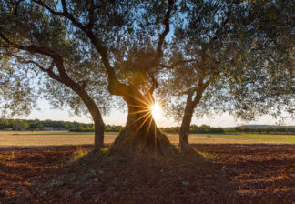 Sunlight shining through the olive trees