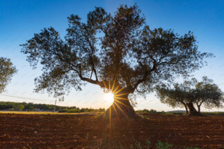 Sunlight shining through the olive trees
