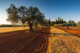 Olive groves in istria, Croatia