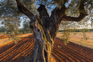 Olive trunk tree in the field