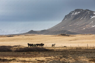 Iceland horses, west soast