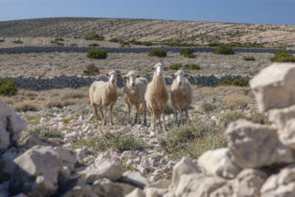 Four sheep togehter in island Pag