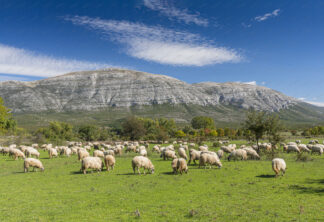 Herd of sheep grazing in meadow near river Cetina