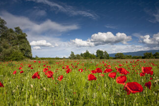 Poppy field with with clouds in spring