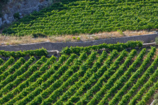 Vineyard in island, Dubovica Hvar island