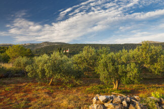 Olive groves on island Hvar