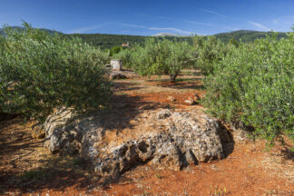 Olive groves on island Hvar