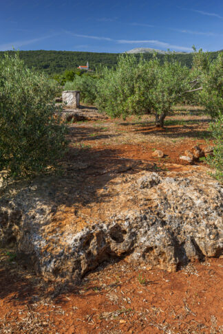 Olive groves on island Hvar