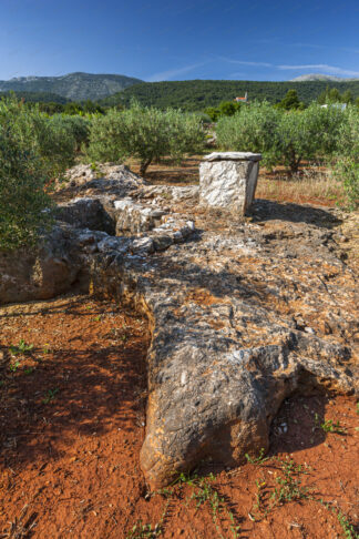 Olive groves on island Hvar