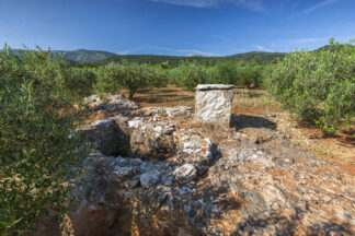 Olive groves on island Hvar