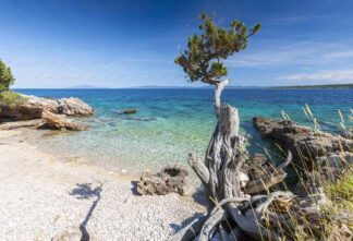 Lonely pine tree on the beach on island Hvar