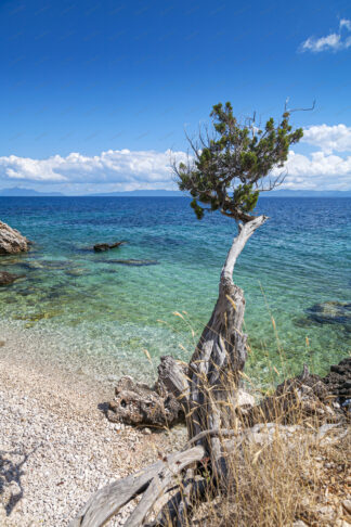 Lonely pine tree on the beach on island Hvar