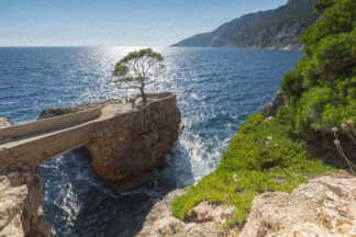 Pine tree on the rock in Ivan Dolac