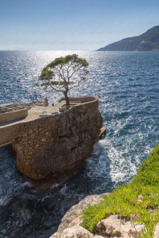 Pine tree on the rock in Ivan Dolac on island Hvar