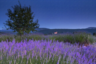 Lavender field at evening and church of St. Michaelmas on the back, island Hvar