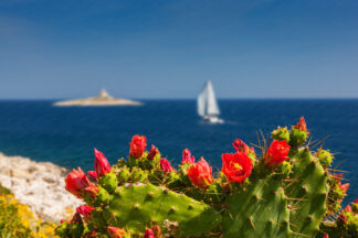 Sailing to lighthouse Pokonji dol on island Hvar. Focus on flowers with blured background