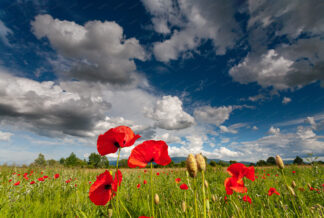 Poppy field with clouds on the sky