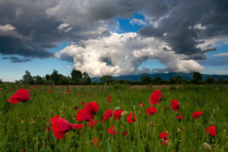 Poppy field with clouds on the sky