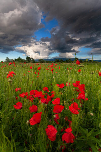 Poppy field with clouds on the sky