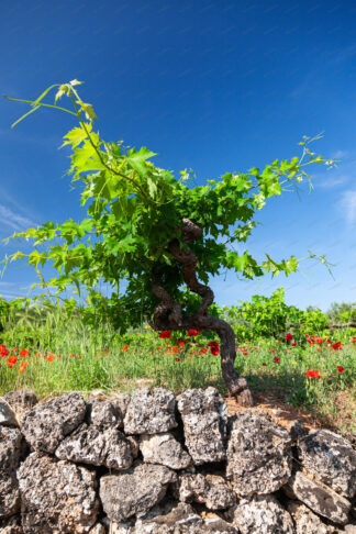 Wine vine on island Hvar