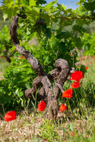 Wine vine on island Hvar