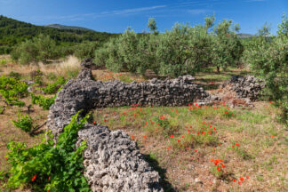 Olive groves on island Hvar