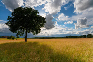 One tree in the field