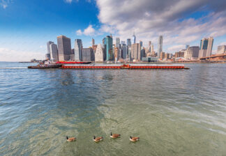 Ducks floating on East river in New York City, Downtown Manhattan on the back