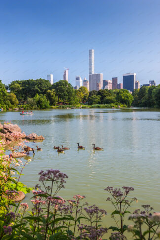 Ducks on boating lake in Central Park New York City