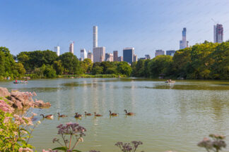 Ducks on boating lake in Central Park New York City