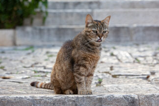 Cute cat sitting on the street