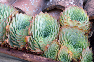 Houseleek Sempervivum tectorum Growing On a roof