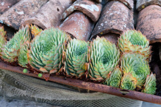 Houseleek Sempervivum tectorum Growing on a roof