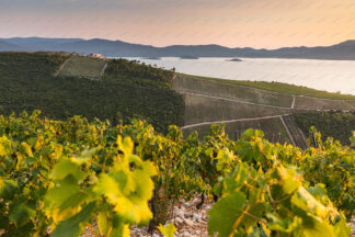 Vineyard in south Dalmatia