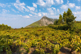 Vineyard in peninsula Peljesac, Croatia
