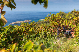 Vineyard on peninsula Peljesac in Croatia