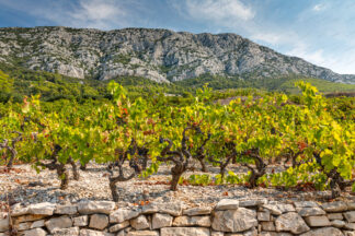 Dingac vineyard on Peljesac peninsula in Croatia