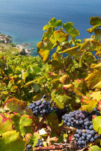 Dingac vineyard on Peljesac in Croatia