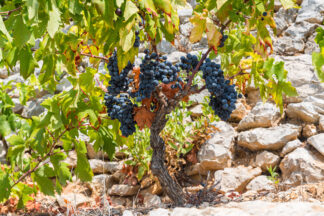 Dingac vine close up on Peljesac in Croatia