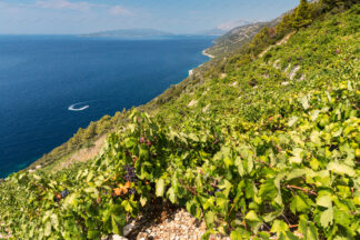 Steep Dingac vineyard on Peljesac in Croatia